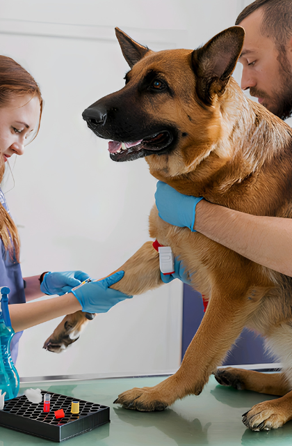veterinario laboratrio